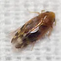 Xestocephalus provancheri - photo 2
