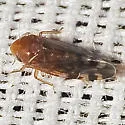 Xestocephalus provancheri - photo 3