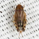 Xestocephalus provancheri - photo 4