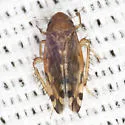 Xestocephalus provancheri - photo 5