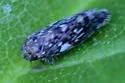 Xestocephalus similis