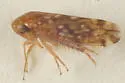 Xestocephalus similis - photo 2