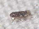 Xestocephalus similis - photo 4