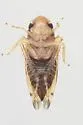 Xestocephalus similis - photo 5