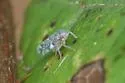 Xestocephalus superbus