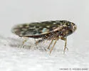 Xestocephalus superbus - photo 2