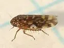 Xestocephalus superbus - photo 3