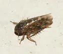 Xestocephalus superbus - photo 4