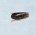 Xestocephalus superbus - photo 5
