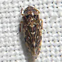 Xestocephalus tessellatus
