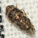 Xestocephalus tessellatus - photo 2
