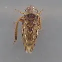 Xestocephalus tessellatus - photo 3