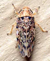 Xestocephalus tessellatus - photo 4