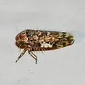Xestocephalus tessellatus - photo 5