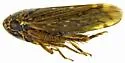 Xestocephalus tucsoni - photo 2