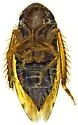 Xestocephalus tucsoni - photo 3