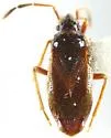 Xestocoris nitens