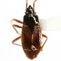 Xestocoris nitens - photo 2