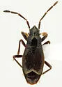 Xestocoris tibialis