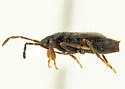 Xestocoris tibialis - photo 2