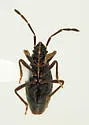 Xestocoris tibialis - photo 3