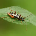 Xestoleptura behrensi