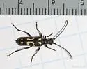 Xestoleptura behrensi - photo 2