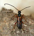 Xestoleptura behrensi - photo 3