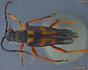 Xestoleptura behrensi - photo 4