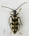 Xestoleptura behrensi - photo 5