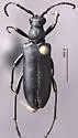 Xestoleptura cockerelli