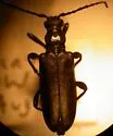 Xestoleptura cockerelli - photo 2