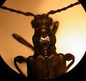 Xestoleptura cockerelli - photo 3
