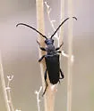 Xestoleptura cockerelli - photo 4