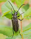 Xestoleptura cockerelli - photo 5
