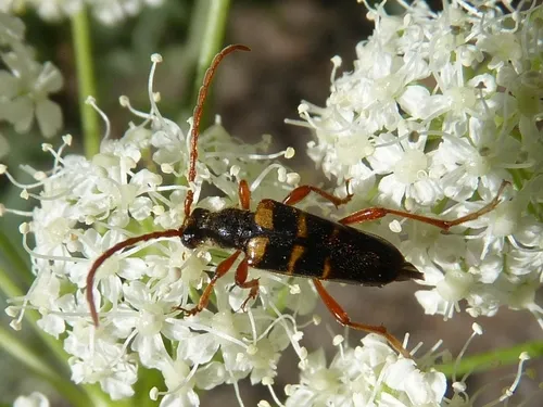 Xestoleptura crassicornis