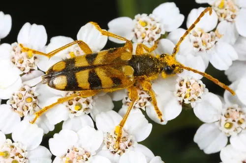 Xestoleptura crassipes