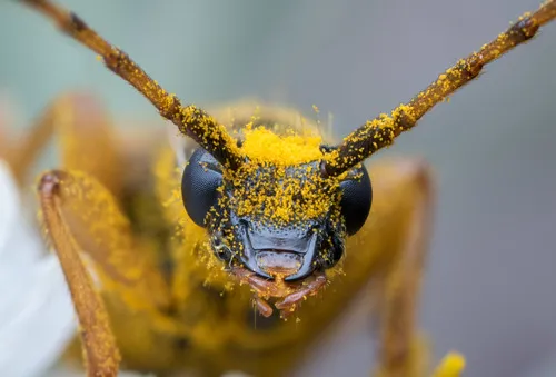 Xestoleptura crassipes - photo 3