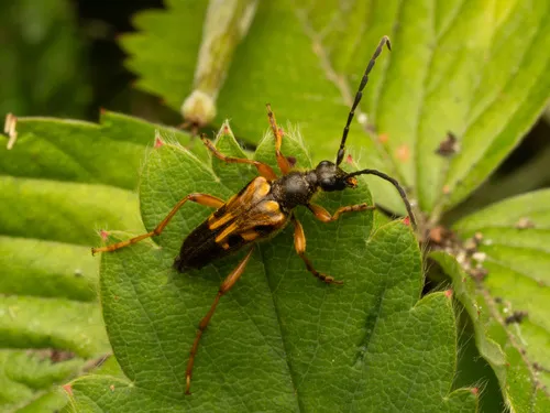 Xestoleptura crassipes - photo 4