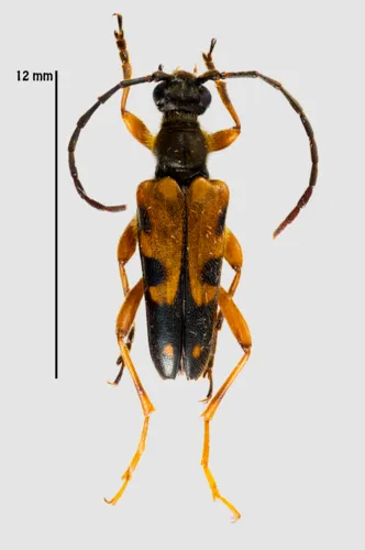 Xestoleptura crassipes - photo 5