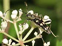 Xestoleptura octonotata