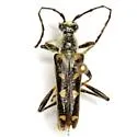 Xestoleptura octonotata - photo 2