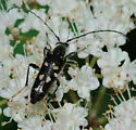 Xestoleptura octonotata - photo 3