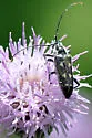 Xestoleptura octonotata - photo 4