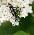 Xestoleptura octonotata - photo 5