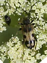 Xestoleptura tibialis
