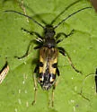 Xestoleptura tibialis - photo 2