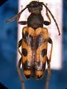 Xestoleptura tibialis - photo 3