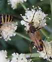 Xestoleptura tibialis - photo 4