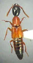 Xestolinus abdominalis
